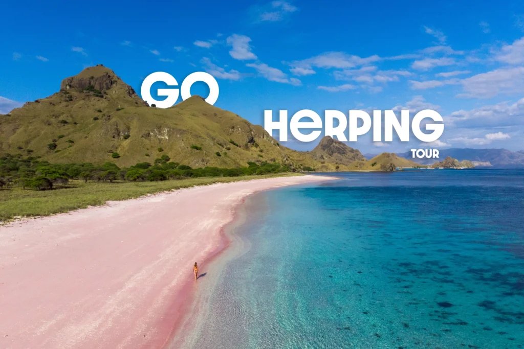 Komodo Island and Pink Beach