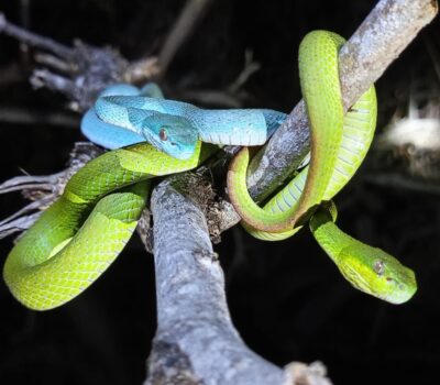 Komodo Snake Watching Tour
