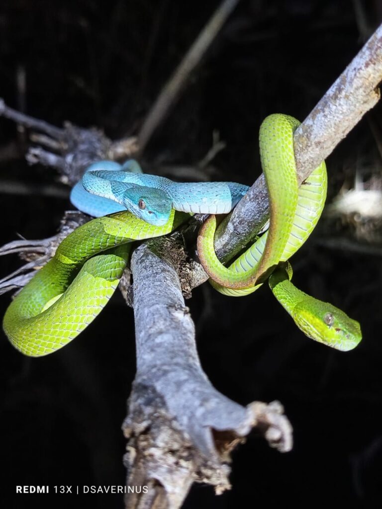 Komodo Snake Watching Tour
